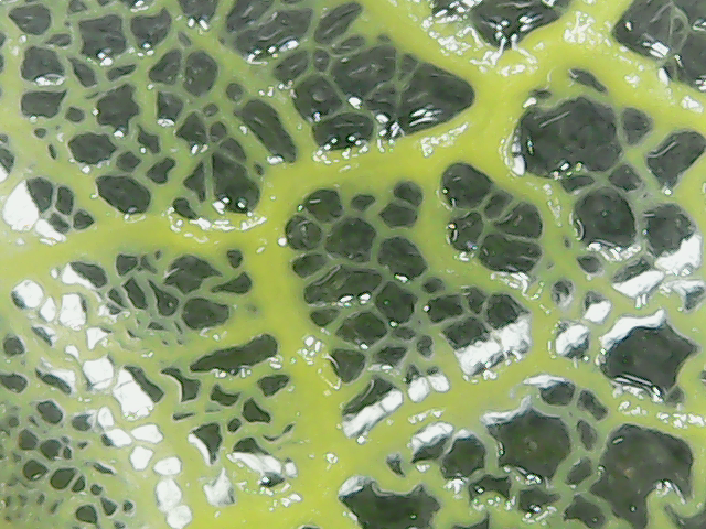 Fichier:Microscope blob9.png