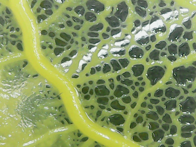 Fichier:Microscope blob4.png