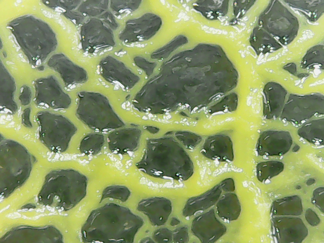 Fichier:Microscope blob3.png