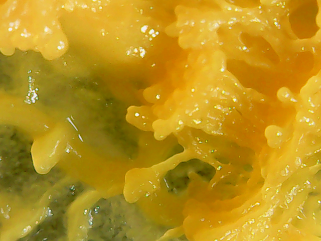 Fichier:Microscope blob1.png