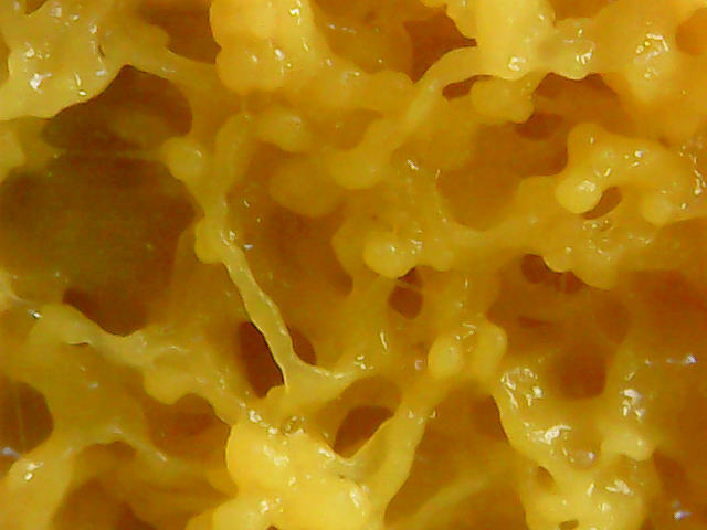 Fichier:Microscope blob10.png