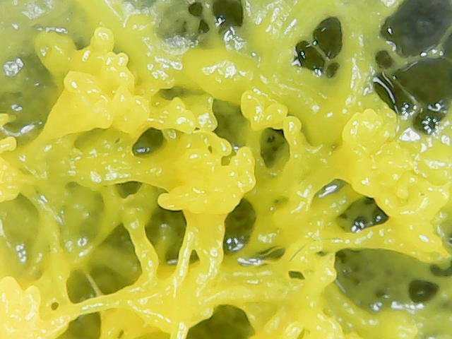 Fichier:Microscope blob6.png