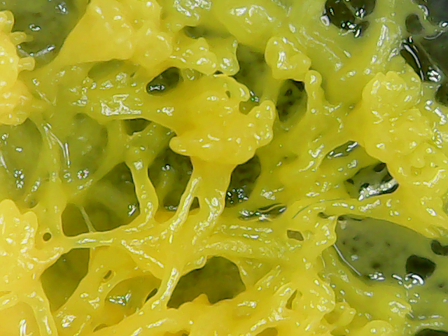 Fichier:Microscope blob7.png