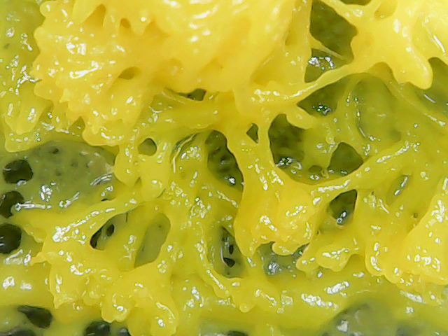 Fichier:Microscope blob2.png