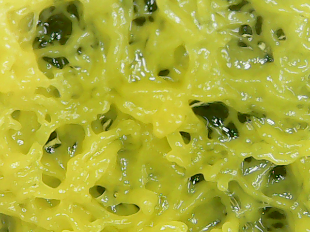 Fichier:Microscope blob5.png